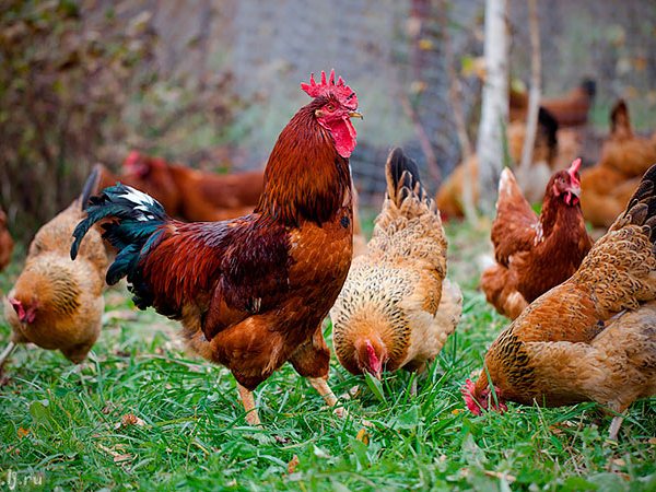 Породы куриц | ЗооТом - продажа, вязка и услуги для животных в Завитинске