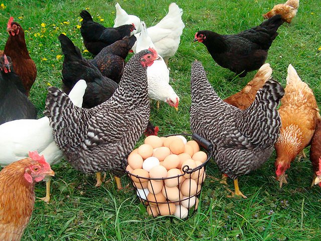 Содержание кур и уход за ними | ЗооТом - продажа, вязка и услуги для животных в Завитинске
