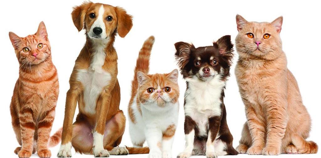 Доска объявлений о животных | ЗооТом - продажа, вязка и услуги для животных в Завитинске
