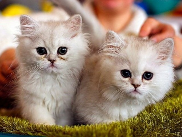 Породы кошек в Завитинске | ЗооТом портал о животных