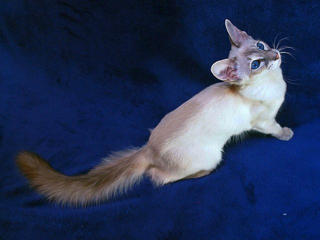 Выведенные породы кошек в Завитинске | ЗооТом портал о животных