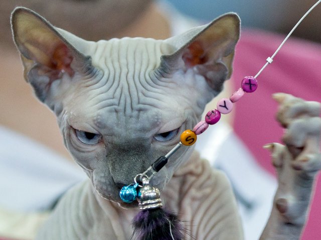 Выставки кошек в Завитинске | ЗооТом портал о животных