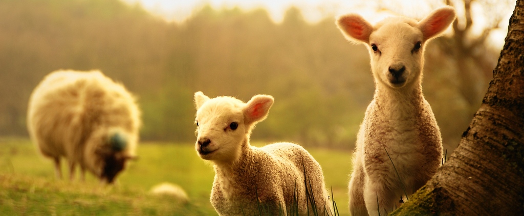 Объявления о сельскохозяйственных животных | ЗооТом - продажа, вязка и услуги для животных в Завитинске