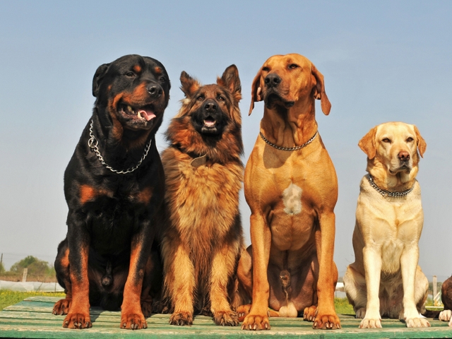 Крупные породы собак в Завитинске | ЗооТом портал о животных