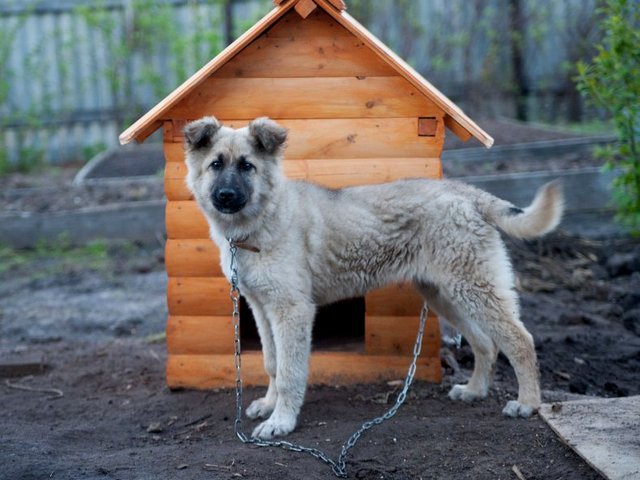 Все о собаках в Завитинске